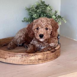 Coco (Orange collar girl) - Red  female Goldendoodle puppy in Skamokawa, Washington from East Valley Pups