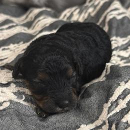 Flax - Black and tan male Cavapoo puppy in Spokane, Washington from PJE Cavs and Poos