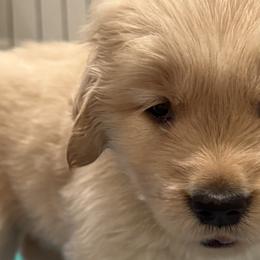 Golden Retrievers from Golden Grace Kennel