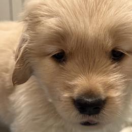Golden Retrievers from Golden Grace Kennel