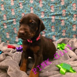 Pink - Red and rust female Doberman Pinscher puppy in Knox, Indiana from Double River Dobermans
