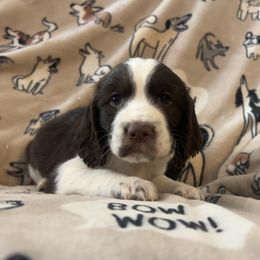 Girl 1 - Liver and white female English Springer Spaniel puppy in Las Vegas, Nevada from Legacy