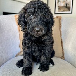 Leaves - Black male Labradoodle puppy in Newark, Ohio from Raising Doodles