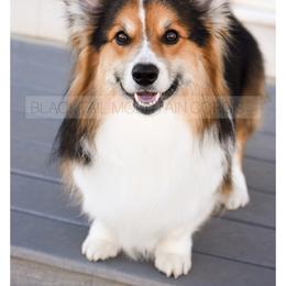 Archer - Pembroke Welsh Corgi