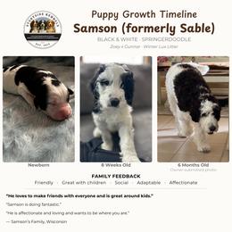 Aussiedoodle, English Springer Spaniel, and Springerdoodle Puppies from Storyside Kennels
