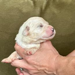Rubble - White and badger male Great Pyrenees puppy in San Diego, California from McCarthy Ranchette LLC