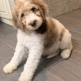 Reba - Red merle female Aussiedoodle puppy in Lavonia, Georgia from H & A Kennels