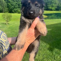 Pink - Black and tan female German Shepherd puppy in Grand Rivers, Kentucky from Von Frieden German Shepherds LLC