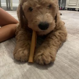 Goldendoodle Puppies from SunriseDoodles