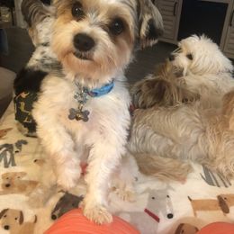 Gizmo - Yorkshire Terrier