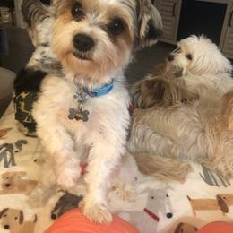 Gizmo - Yorkshire Terrier