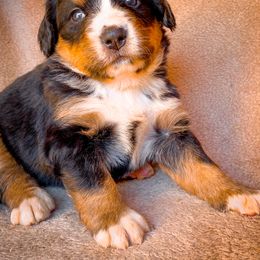 Bernedoodle, Bernese Mountain Dog, and Siberian Husky Puppies from Timberline Paws