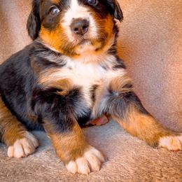 Bernedoodle, Bernese Mountain Dog, and Siberian Husky Puppies from Timberline Paws