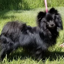 Russia - Pomeranian
