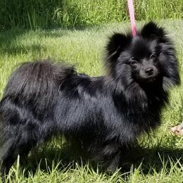 Russia - Pomeranian