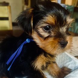 Frank Sinatra - Black and tan male Yorkshire Terrier puppy in Bakersfield, California from Central Valley Yorkies