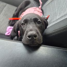 King - Black male Labrador Retriever puppy in Morrilton, Arkansas from Ancient Dogges Performance Dogs