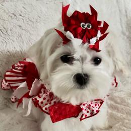 April - White female Maltese puppy in Buckeye, Arizona from Casper’s maltese