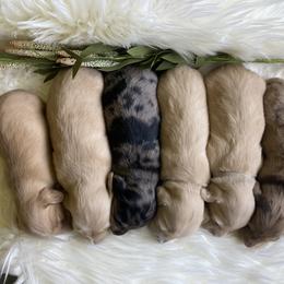 Dachshund Puppies from Long_and_Low_Dachshunds