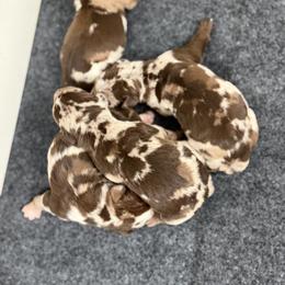 Males - Red merle male Catahoula Leopard Dog puppy in Manchester, Tennessee from Middle TN Leopard Catahoulas and Middle TN Bassett Hounds