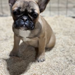French Bulldog and Labrador Retriever Puppies from Desiree Ortiz's French Bull Dogs and Labrador Retrievers