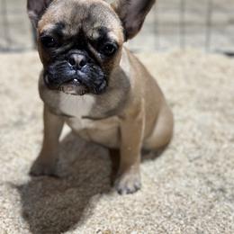 French Bulldog and Labrador Retriever Puppies from Desiree Ortiz's French Bull Dogs and Labrador Retrievers