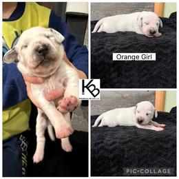 Girl 1 - White and black female Dalmatian puppy in Colome, South Dakota from KB Ridgebacks and Dals, LLC