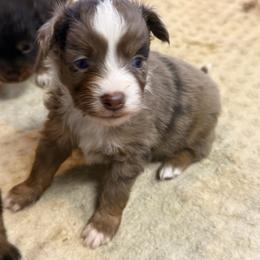 Donatello - Red merle male Miniature Australian Shepherd puppy in Buchanan, Georgia from Stanleyville Farm Mini Aussies
