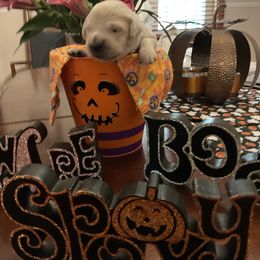 Golden Retriever Puppies from Tupelo Honey Farm's Golden Retrievers