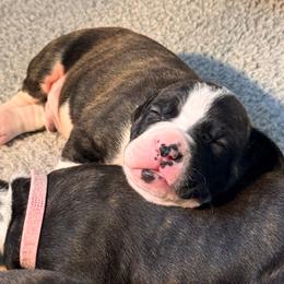 Black collar - Black brindle male American Staffordshire Terrier puppy in Cloverdale, Indiana from Woodshire American Staffordshire Terrier’s