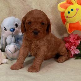Pink Girl - Red female Assorted Doodle Crosses puppy in Colonial Beach, Virginia from Bristol Mine Kennels