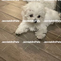 Maltese Puppies from JennieMiniPets