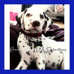 Dalmatian Puppies from Rainier DALS LUA Dalmatians of Washington