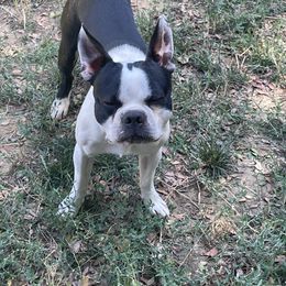Marley - Boston Terrier