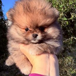 Layla - Orange sable female Pomeranian puppy in Waterloo, Indiana from Garcias Pomeranian