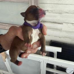 Purple - Red female Staffordshire Bull Terrier puppy in Port Saint Lucie, Florida from Southern Staffies