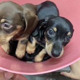 Sizzle - Black and cream female Dachshund puppy in Kansas City, Kansas from Stately Dachshunds and Danes