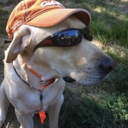 Labrador Retriever All Grown Up from Mama’s Labs