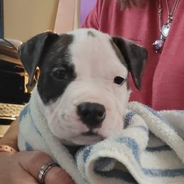 American Staffordshire Terrier Puppies from Kayo Kennel