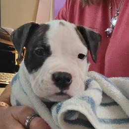 American Staffordshire Terrier Puppies from Kayo Kennel