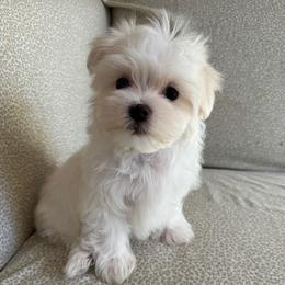 Naruto - White male Maltese puppy in Dallas, Texas from Lizeth's Pups
