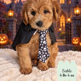 Sable - Brindle and white male Shihpoo puppy in Rockledge, Florida from Bellady's Shihpoos