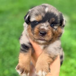Zena ASDR - Blue merle female Miniature Australian Shepherd puppy in Polk City, Florida from Skaky Shepherds