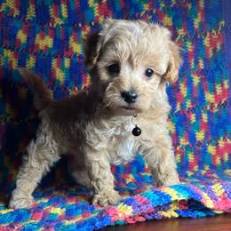 Lane, Black collar - Apricot male Maltipoo puppy in Clover, South Carolina from Cudi’s Buddies