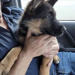 German Shepherd Puppies from Haus Der Valkyrie German Shepherds