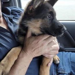 German Shepherd Puppies from Haus Der Valkyrie German Shepherds