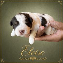 Eloise - Parti female Miniature Schnauzer puppy in Pendleton, South Carolina from Lap Happy Schnauzers