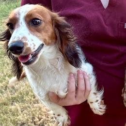 Hollie - Dachshund