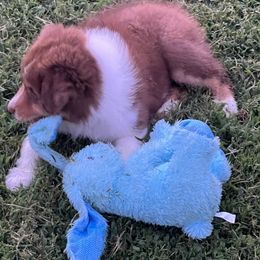 Australian Shepherd Puppies from Gold Hill Aussies