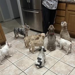 French Bulldog puppies from Legacy